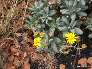 rra delle Concazze-01-01-2009 03-16-57
